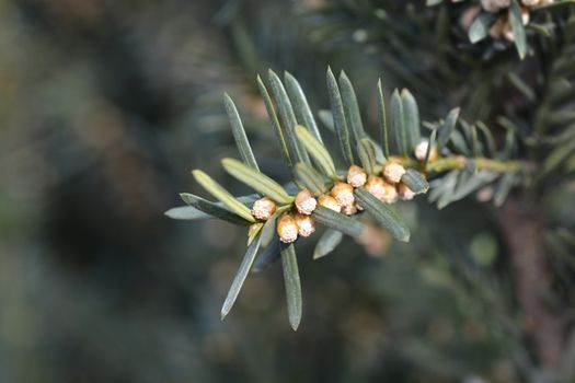 Anglojap Yew - Latin name - Taxus * media Hillii