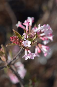 Arrowwood Charles Lamont - Latin name - Viburnum x bodnantense Charles Lamont