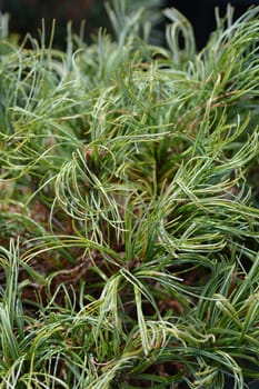 White pine Green Curls - Latin name - Pinus strobus Green Curls