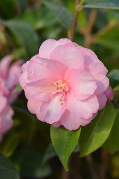 Camellia Spring Festival - Latin name - Camellia x williamsii Spring Festival