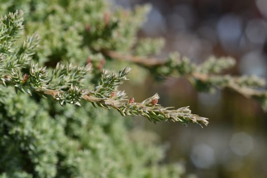 Japanese garden juniper - Latin name - Juniperus procumbens Nana