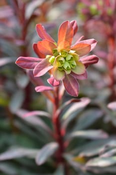 Wood spurge Purpurea - Latin name - Euphorbia amygdaloides Purpurea