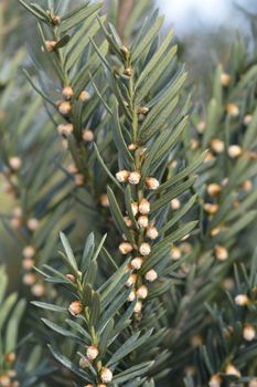 Anglojap Yew - Latin name - Taxus * media Hillii