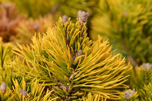 Dwarf mountain pine Winter Gold - Latin name - Pinus mugo Winter Gold