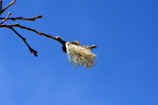 Kilmarnock willow - Latin name - Salix caprea Kilmarnock