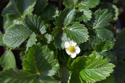 Wild strawberry - Latin name - Fragaria vesca