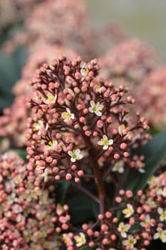 Japanese skimmia - Latin name - Skimmia japonica