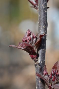 Crabapple Eleyi - Latin name - Malus x purpurea Eleyi