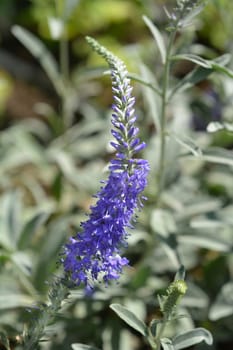 Spiked speedwell flower - Latin name - Pseudolysimachion spicatum subsp. incanum (Syn. Veronica spicata subsp. incana)