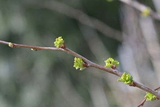 Hawthorn Pauls Scarlet - Latin name - Crataegus laevigata Pauls Scarlet