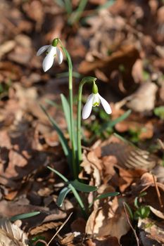 Common snowdrop - Latin name - Galanthus nivalis