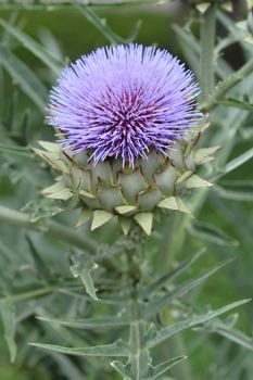 Artichoke thistle - Latin name - Cynara cardunculus