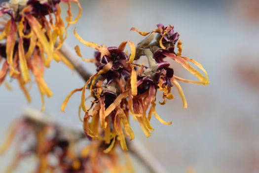 Witch Hazel Diane - Latin name - Hamamelis * intermedia Diane