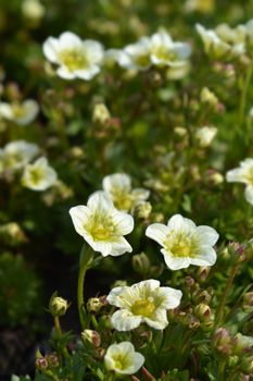 Saxifrage Snow Carpet - Latin name - Saxifraga x arendsii Schneeteppich