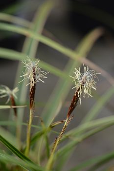 Japanese Sedge Variegata - Latin name - Carex morrowii Variegata