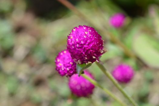 Globe amaranth Violacea - Latin name - Gomphrena globosa Violacea