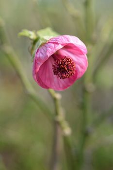 Chinese lantern pink flower - Latin name - Abutilon hybrids