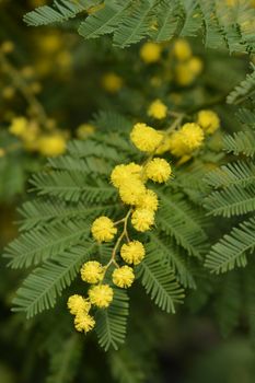 Silver wattle - Latin name - Acacia dealbata