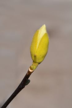 Magnolia Yellow Bird - Latin name - Magnolia x brooklynensis Yellow Bird