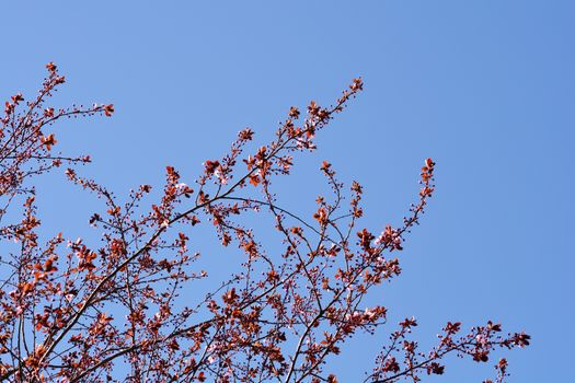 Black Cherry Plum against blue sky - Latin name - Prunus cerasifera Nigra