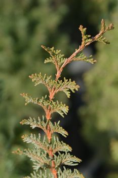 Hinoki cypress Teddy Bear - Latin name - Chamaecyparis obtusa Teddy Bear