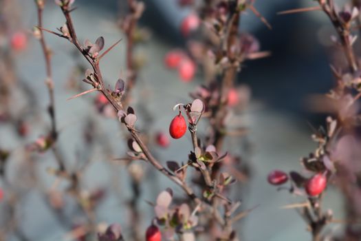 Japanese barberry Red Rocket - Latin name - Berberis thunbergii Red Rocket