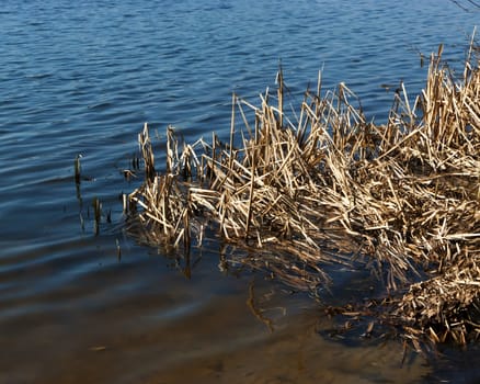 Dry stalks of cattail in the water in spring