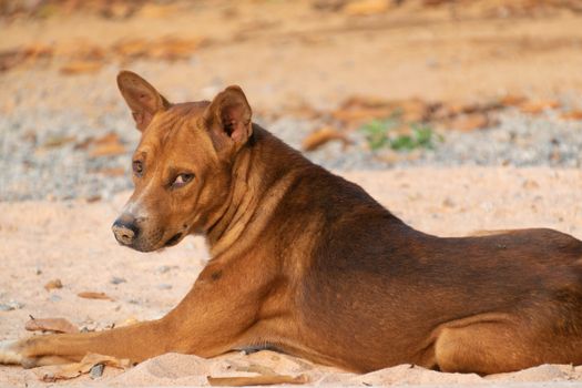 Brown dog with his sad eyes waiting for his owner.