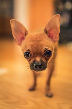 Pretty light brown chihuahua dog looking straight up at the camera at home