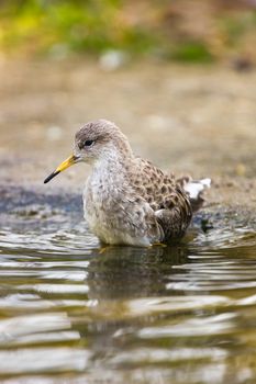 Cute little water bird Wood Sandpiper Tringa glareola.