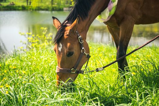 Brown horse with decoratice wreath collar as wedding gift in the summer.