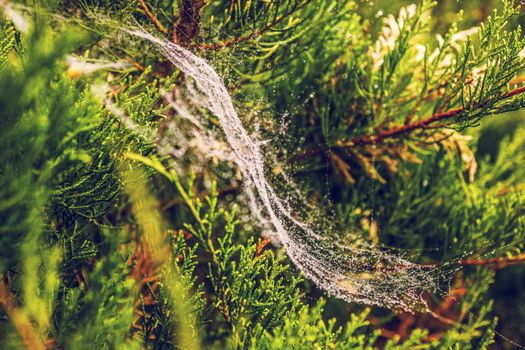 Morning dew. Shining water drops on spiderweb over green forest background. Hight contrast image. Shallow depth of field
