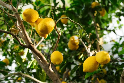 Ripe yellow lemon fruits hanging on branches of green lemon tree