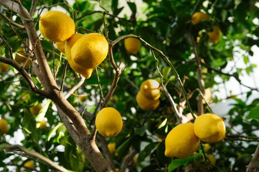 Ripe yellow lemon fruits hanging on branches of green lemon tree