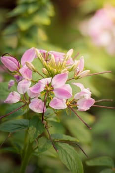 The background image of the colorful flowers, background nature