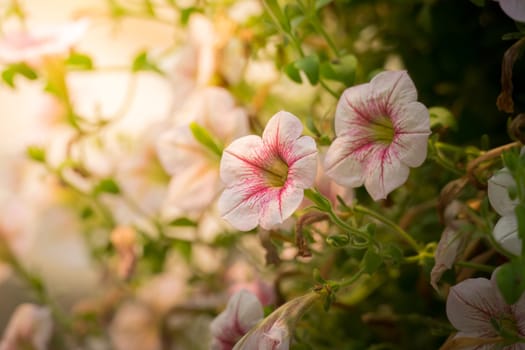 The background image of the colorful flowers, background nature