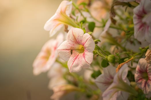 The background image of the colorful flowers, background nature