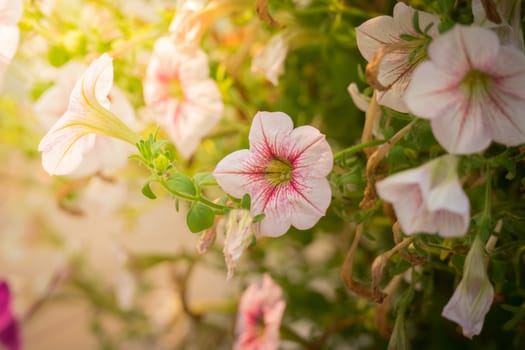 The background image of the colorful flowers, background nature