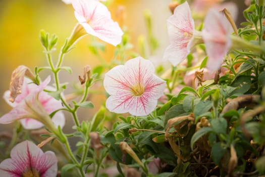 The background image of the colorful flowers, background nature