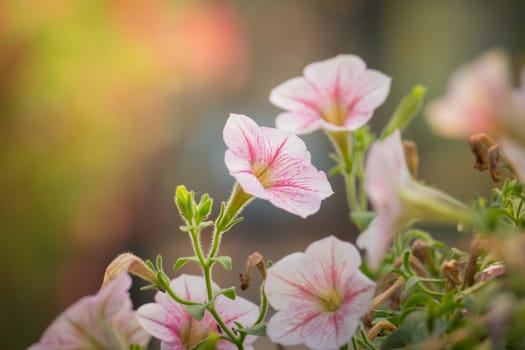 The background image of the colorful flowers, background nature