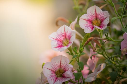 The background image of the colorful flowers, background nature