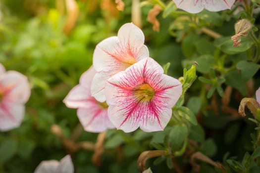 The background image of the colorful flowers, background nature