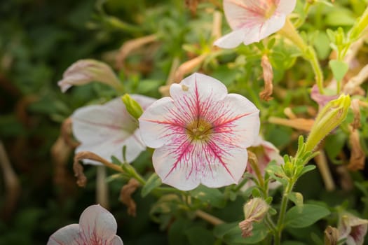 The background image of the colorful flowers, background nature