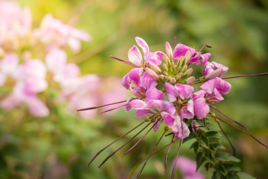 The background image of the colorful flowers, background nature