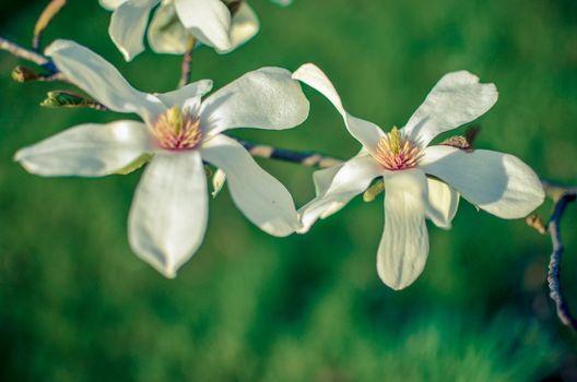 closeup magnolia flower. natural floral spring or summer background with soft focus and blur