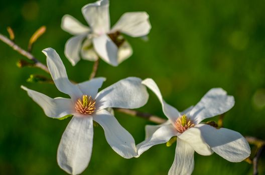 closeup magnolia flower. natural floral spring or summer background with soft focus and blur