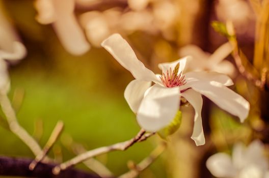 closeup magnolia flower. natural floral spring or summer background with soft focus and blur