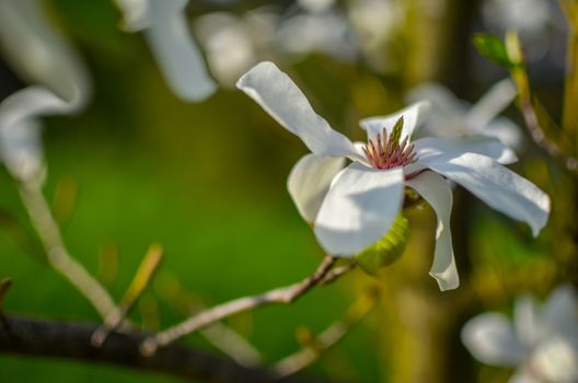 closeup magnolia flower. natural floral spring or summer background with soft focus and blur