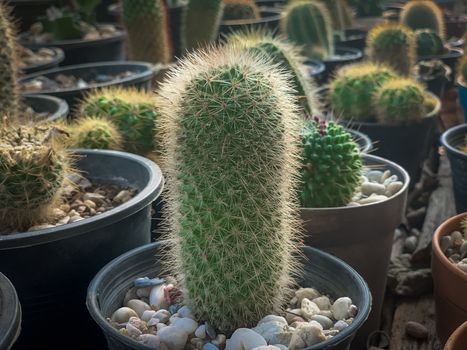 Many cactus trees in pots