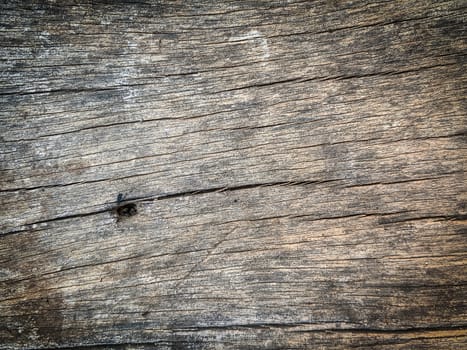 Old bark pattern, white color, background